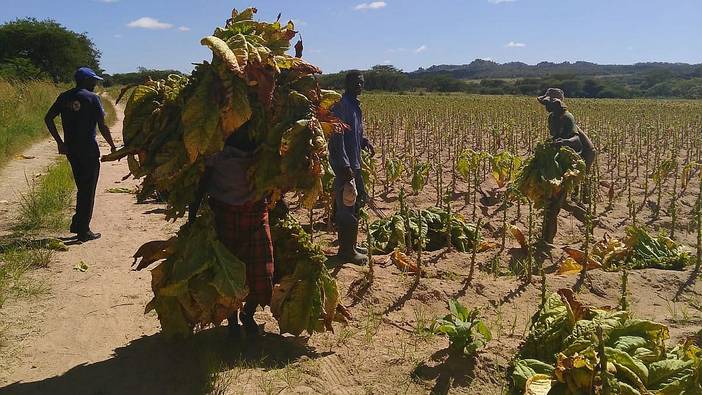 Farm Workers on World Food Day: “We Are Not Valued”