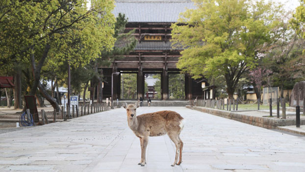 Tōdai-ji temple in Nara on April 16, 2020