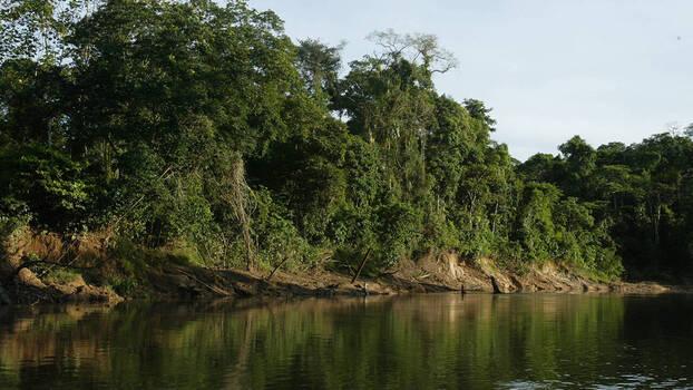 Der Yasuní-Nationalpark in Ecuador. Bild von einem Flussufer des Amazonas mit Bäumen