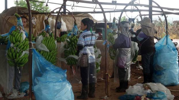 Arbeiterinnen an der Fertigungsstraße in einer chinesischen Bananenplantage im Norden Thailands.