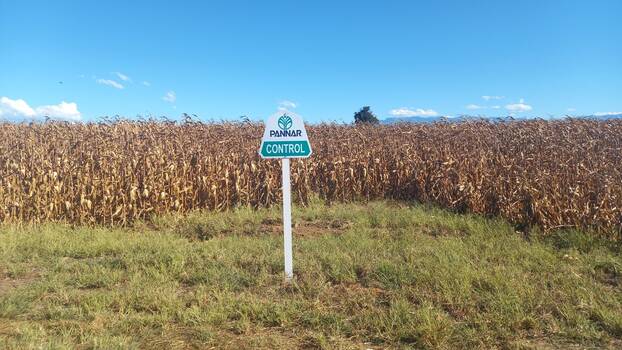 Maisfeld nahe Bergville, KwaZulu-Natal, Südafrika. «Pannar Seed» ist eines der in Afrika führenden Saatgutunternehmen.