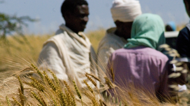 Landwirte beurteilen die Merkmale von Weizensorten, Äthiopien