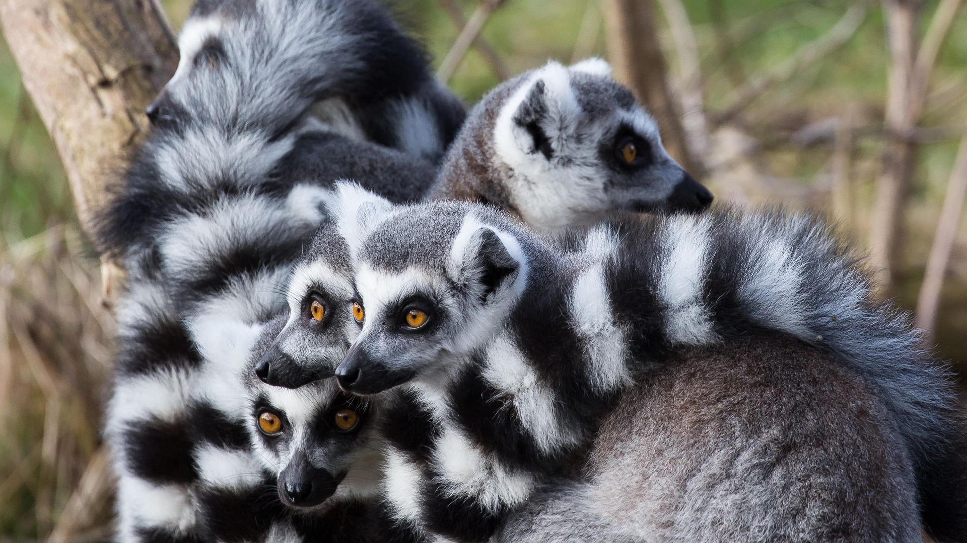 Lemuren, Lee Hudson/Alamy Stock Photo
