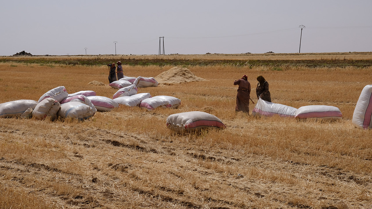 Large sacks lying on a field, next to some people.